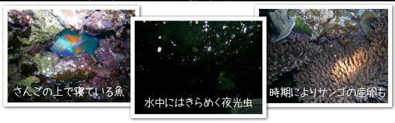 サンゴの上で寝ている魚や夜光虫、サンゴの産卵などナイトダイビングだけの醍醐味